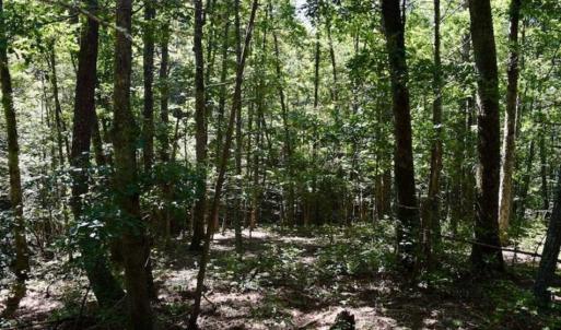 Photo of SOLD!!  55 Acres of Hunting and Recreational Land For Sale in Alleghany County VA!