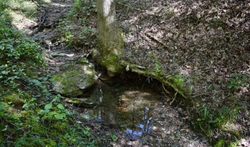Photo of SOLD!!  55 Acres of Hunting and Recreational Land For Sale in Alleghany County VA!