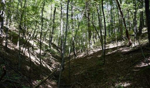 Photo of SOLD!!  55 Acres of Hunting and Recreational Land For Sale in Alleghany County VA!