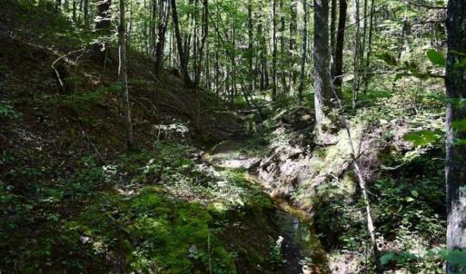 Photo of SOLD!!  55 Acres of Hunting and Recreational Land For Sale in Alleghany County VA!