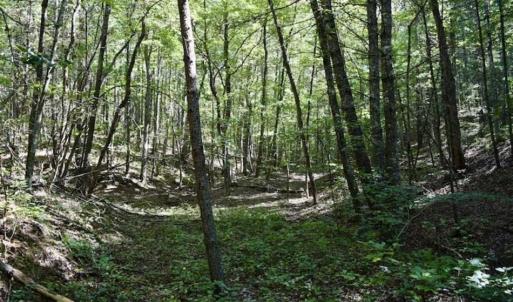 Photo of SOLD!!  55 Acres of Hunting and Recreational Land For Sale in Alleghany County VA!