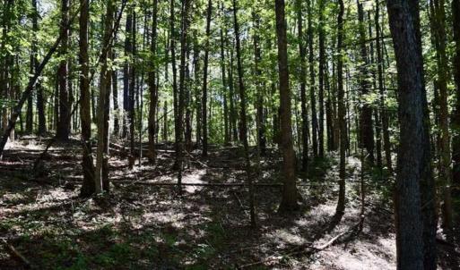 Photo of SOLD!!  55 Acres of Hunting and Recreational Land For Sale in Alleghany County VA!