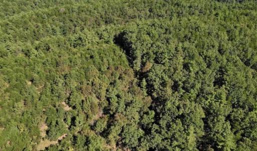 Photo of SOLD!!  55 Acres of Hunting and Recreational Land For Sale in Alleghany County VA!