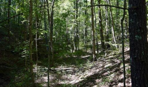 Photo of SOLD!!  55 Acres of Hunting and Recreational Land For Sale in Alleghany County VA!