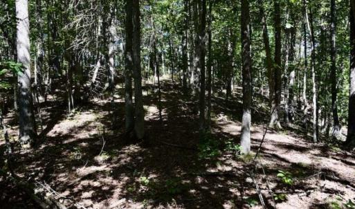 Photo of SOLD!!  55 Acres of Hunting and Recreational Land For Sale in Alleghany County VA!