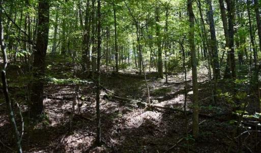 Photo of SOLD!!  55 Acres of Hunting and Recreational Land For Sale in Alleghany County VA!