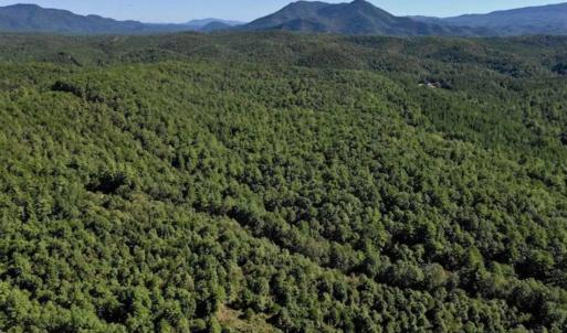 Photo of SOLD!!  55 Acres of Hunting and Recreational Land For Sale in Alleghany County VA!