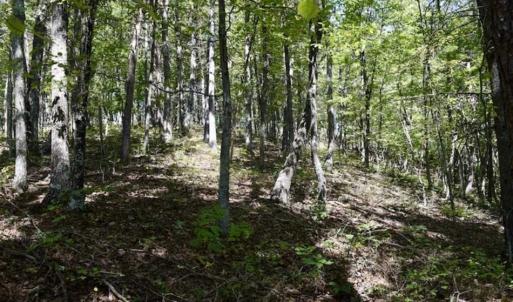 Photo of SOLD!!  55 Acres of Hunting and Recreational Land For Sale in Alleghany County VA!