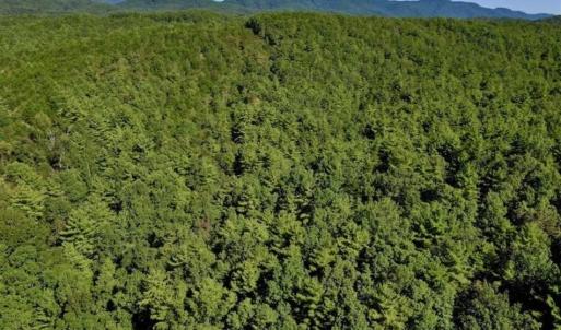 Photo of SOLD!!  55 Acres of Hunting and Recreational Land For Sale in Alleghany County VA!