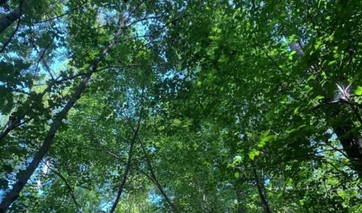 Photo of SOLD!!  7.6 Acres of Residential Land For Sale in Franklin County NC!