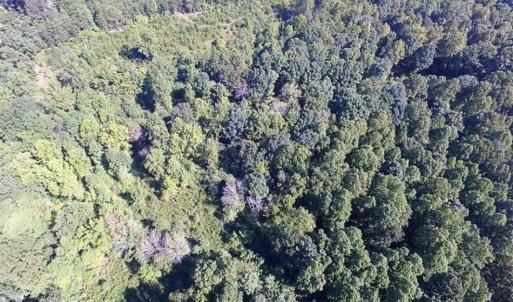 Photo of 35.57 Acres of Recreational and Hunting Land For Sale in Bedford County VA!