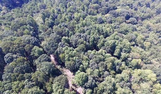 Photo of 35.57 Acres of Recreational and Hunting Land For Sale in Bedford County VA!