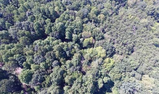 Photo of 35.57 Acres of Recreational and Hunting Land For Sale in Bedford County VA!