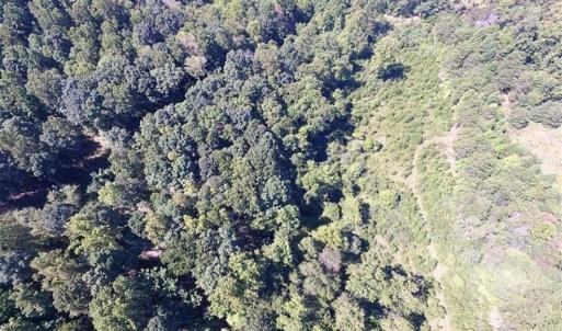 Photo of 35.57 Acres of Recreational and Hunting Land For Sale in Bedford County VA!