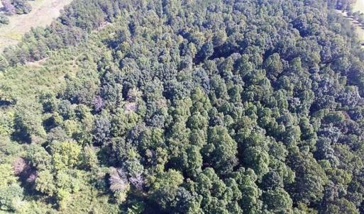 Photo of 35.57 Acres of Recreational and Hunting Land For Sale in Bedford County VA!
