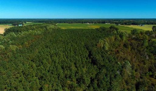 Photo of SOLD!!  97 Acres of Farm and Timber Land For Sale in Columbus County NC!