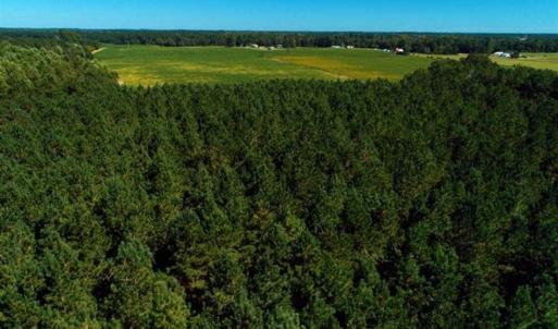 Photo of SOLD!!  97 Acres of Farm and Timber Land For Sale in Columbus County NC!