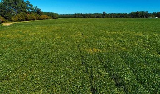 Photo of SOLD!!  97 Acres of Farm and Timber Land For Sale in Columbus County NC!
