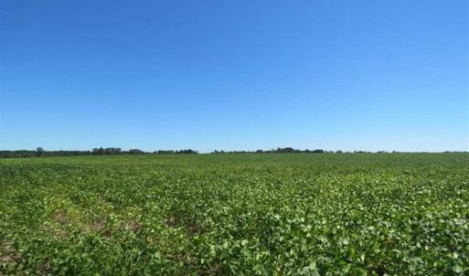 Photo of SOLD!!  97 Acres of Farm and Timber Land For Sale in Columbus County NC!