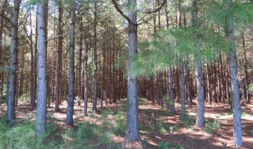 Photo of SOLD!!  97 Acres of Farm and Timber Land For Sale in Columbus County NC!