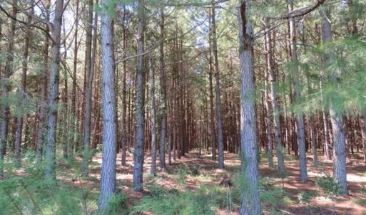 Photo of SOLD!!  97 Acres of Farm and Timber Land For Sale in Columbus County NC!