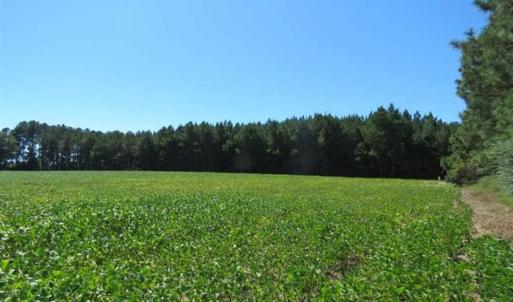 Photo of SOLD!!  97 Acres of Farm and Timber Land For Sale in Columbus County NC!