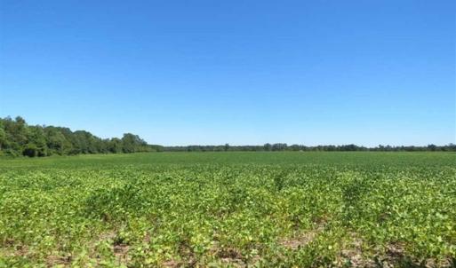 Photo of SOLD!!  97 Acres of Farm and Timber Land For Sale in Columbus County NC!