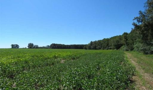 Photo of SOLD!!  97 Acres of Farm and Timber Land For Sale in Columbus County NC!