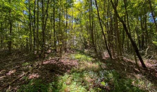 Photo of 37.08 Acres of Farm and Hunting Land for Sale in Stokes County NC!