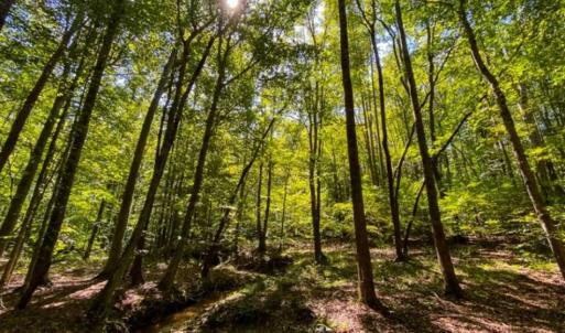 Photo of 37.08 Acres of Farm and Hunting Land for Sale in Stokes County NC!