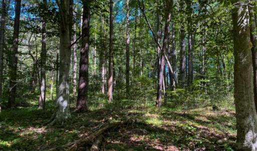 Photo of 37.08 Acres of Farm and Hunting Land for Sale in Stokes County NC!