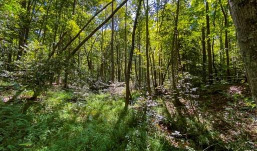Photo of 37.08 Acres of Farm and Hunting Land for Sale in Stokes County NC!