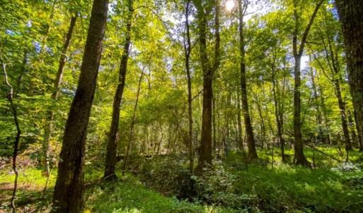 Photo of 37.08 Acres of Farm and Hunting Land for Sale in Stokes County NC!
