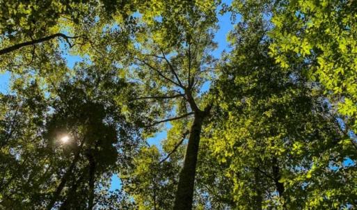 Photo of 37.08 Acres of Farm and Hunting Land for Sale in Stokes County NC!