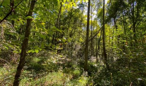 Photo of 37.08 Acres of Farm and Hunting Land for Sale in Stokes County NC!
