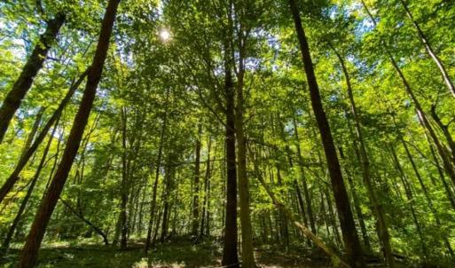Photo of 37.08 Acres of Farm and Hunting Land for Sale in Stokes County NC!