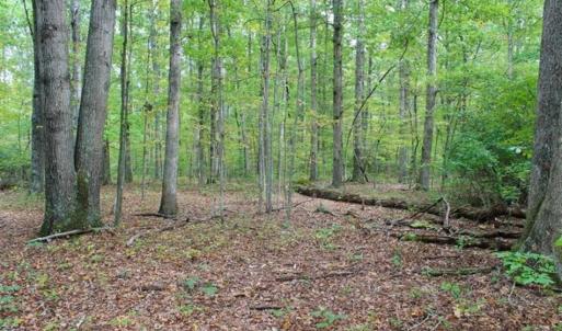 Photo of SOLD!! 95.7 Acres of Timber Land For Sale in Buckingham County VA!