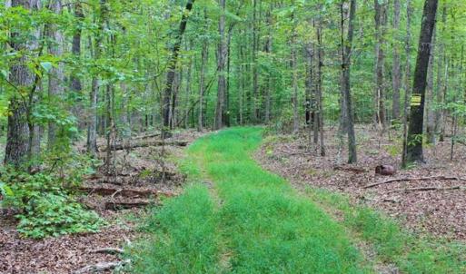 Photo of SOLD!! 95.7 Acres of Timber Land For Sale in Buckingham County VA!