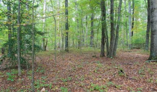 Photo of SOLD!! 95.7 Acres of Timber Land For Sale in Buckingham County VA!