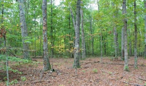 Photo of SOLD!! 95.7 Acres of Timber Land For Sale in Buckingham County VA!