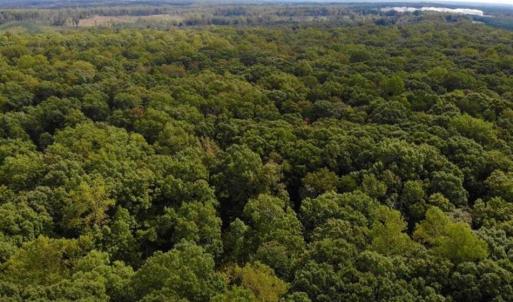 Photo of SOLD!! 95.7 Acres of Timber Land For Sale in Buckingham County VA!