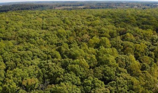 Photo of SOLD!! 95.7 Acres of Timber Land For Sale in Buckingham County VA!