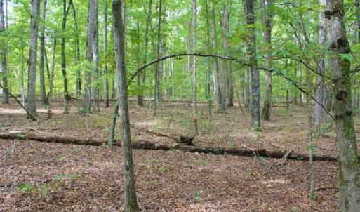 Photo of SOLD!! 95.7 Acres of Timber Land For Sale in Buckingham County VA!