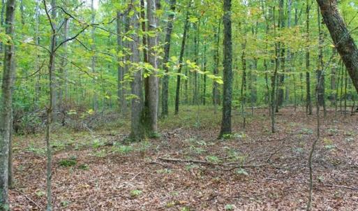 Photo of SOLD!! 95.7 Acres of Timber Land For Sale in Buckingham County VA!
