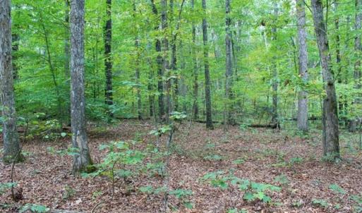 Photo of SOLD!! 95.7 Acres of Timber Land For Sale in Buckingham County VA!