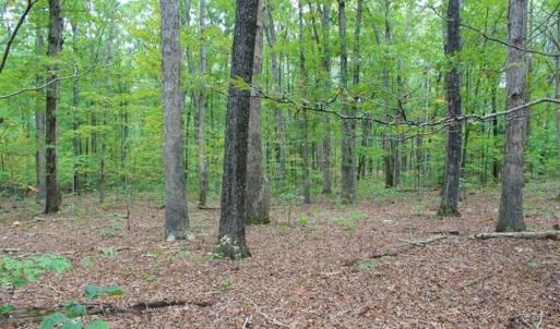 Photo of SOLD!! 95.7 Acres of Timber Land For Sale in Buckingham County VA!