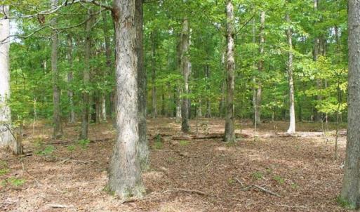 Photo of SOLD!! 95.7 Acres of Timber Land For Sale in Buckingham County VA!