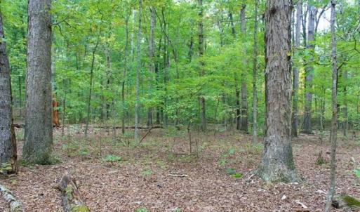 Photo of SOLD!! 95.7 Acres of Timber Land For Sale in Buckingham County VA!