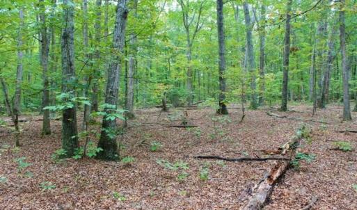 Photo of SOLD!! 95.7 Acres of Timber Land For Sale in Buckingham County VA!