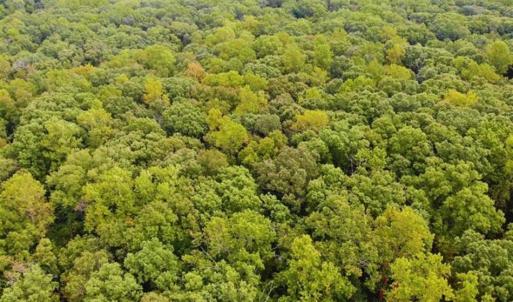 Photo of SOLD!! 95.7 Acres of Timber Land For Sale in Buckingham County VA!
